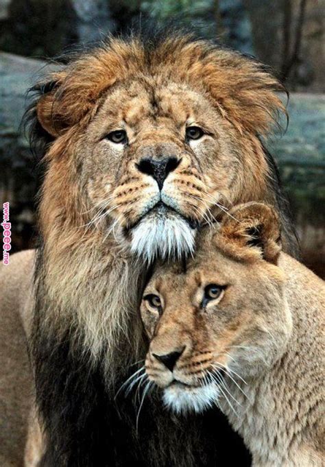 Pin By April White On Tattoos Pinterest Lion Lion Love And Cats
