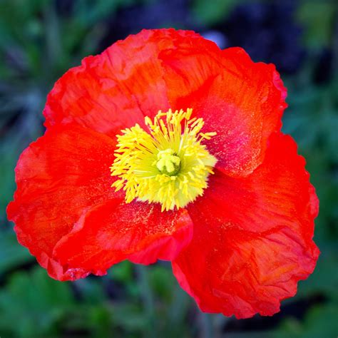New Red Iceland Poppy For Sale Spring Fever™ Red Easy To Grow Bulbs