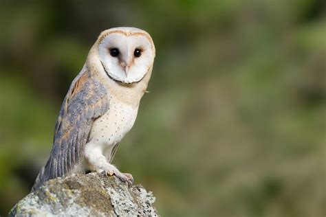 Laws for individuals to keep native owls as pets. How to Attract Owls to Your Yard | Barn owl, Owl habitat, Owl