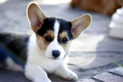 The welsh corgi is a loving and affectionate breed who will be a puppy at heart for its entire life. AKC Pembroke Welsh Corgi Puppies for Sale in Weatherford, Texas Classified | AmericanListed.com