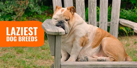 What Are The 10 Laziest Dog Breeds