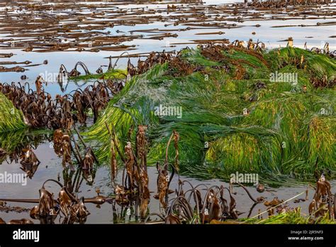 Scoulers Surfgrass Phyllospadix Scouleri Exposed At Low Tide At