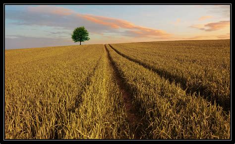 The Lone Tree By Nick Brundle Photography