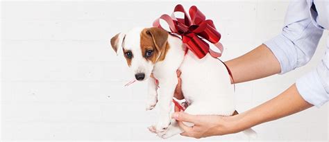 Erstausstattung wohnung liste eigene wohnung. Checkliste für Erstausstattung für einen Hund | tierisch ...