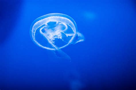 Jellyfish Underwater Free Stock Photo Public Domain Pictures