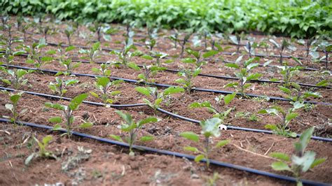 This gives the plants enough time to dry out, but there is still the chance for overnight water uptake by the. Using Drip Irrigation to Conserve Water this Spring ...