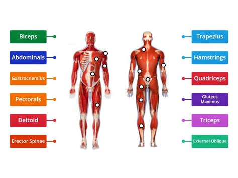 Labelled Muscular System Front And Back The Muscular System Ppt Download