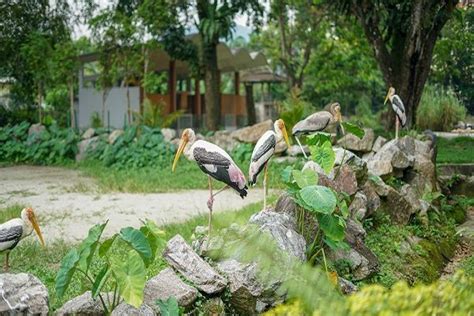 Zoo negara, hulu kelang, ampang, selangor darul ehsan, malaysia ulu klang, selangor, malaysia, 68000. Zoo Negara Malaysia ( Malaysia National Zoo) | Tickets ...