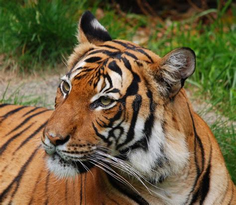 The Tiger Panthera Tigris Stock Image Image Of Beautiful 138925643