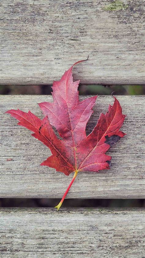 Red Maple Leaf Autumn Fall Wood Hd Phone Wallpaper Peakpx