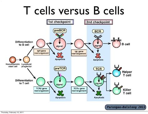 T Cells And B Cells