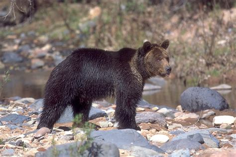 Black Bear Animal HD Wallpapers - Top HD Wallpapers
