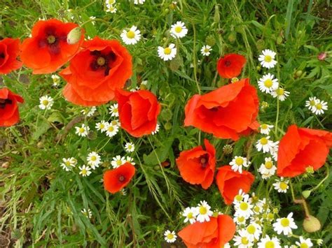 45 ou 180 gelules de coquelicot dosees a 250 mg 3 a 6 par jour au cours des repas poids net pour 45 : maci coquelicots
