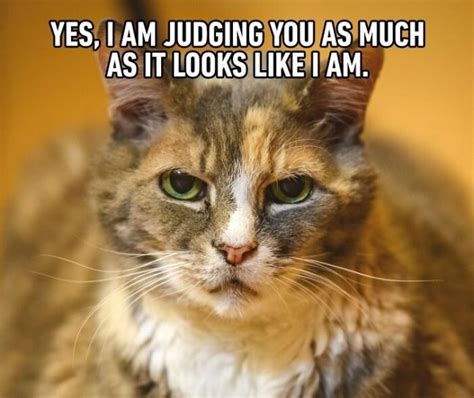 30 Hilarious Cat Memes To Make You Smile We Love Cats