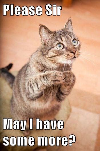 Please Sir May I Have Some More Lolcats Lol Cat Memes Funny