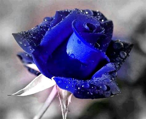 A Blue Rose With Water Droplets On It