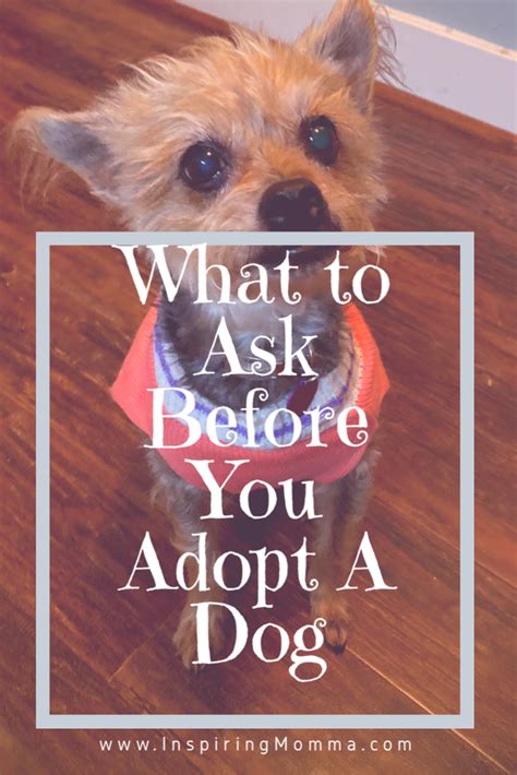What To Ask Before You Adopt A Dog Dog Adoption Adoption Sweet Dogs