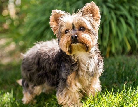 As there is a great demand for our pups, we only have a very limited number available each year. Yorkshire Terrier - Pet O Pets