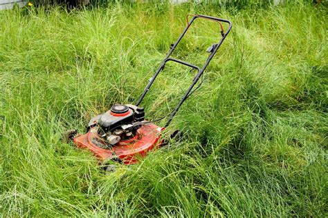 Florida Man May Lose House Over Uncut Grass