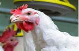 Poultry Companies In Mississippi Photos