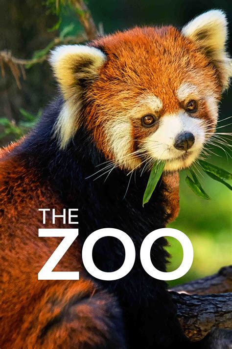 The Zoo Tv Series 2017 Posters — The Movie Database Tmdb