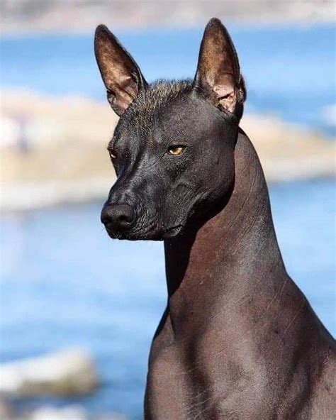 Xoloitzcuintli Το άτριχο σκυλί που οδηγούσε τους νεκρούς στον Άδη