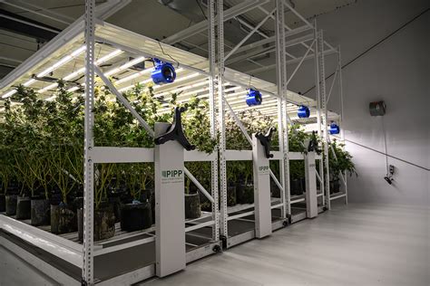 How Pipp Horticultures Vertical Grow Racks Are Green By Design Pipp
