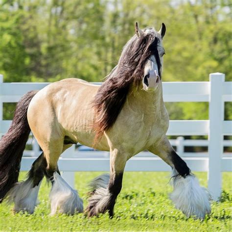 Breyer gypsy vanner cm/custom dappled buckskin horse statue ooak. 924 best images about GYPSY VANNER HORSES on Pinterest