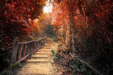 Fantasy Autumn Forest With Path Way Through Dense Trees Stock Photo
