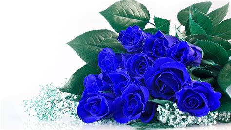 Ý Nghĩa Hoa Hồng Xanh Blue Rose