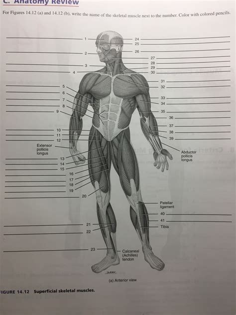 Superficial Anterior Muscles Pt3 Diagram Quizlet
