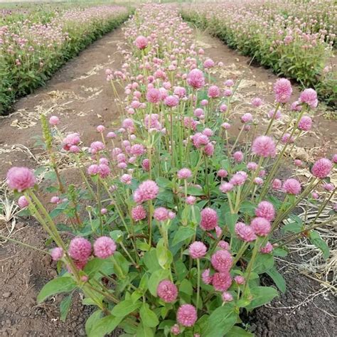 Growing Some Pink Globe Amaranth On The Farm Country Garden Flowers