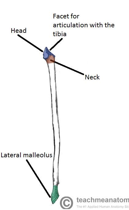 The Fibula - Surfaces - Articulations - Fractures - TeachMeAnatomy