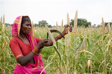 A Forgotten Group Of Grains Might Help Indian Farmers And Improve