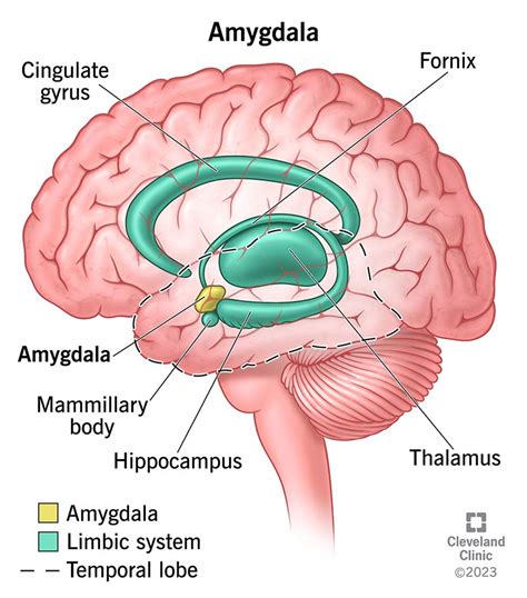 Human Brain Diagram Hippo Campus