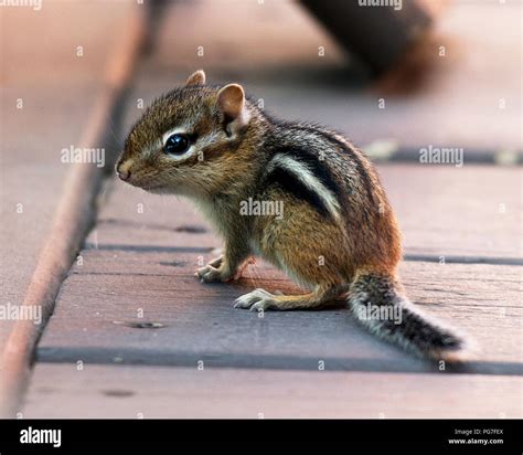 Chipmunk Baby In Its Environment Stock Photo 216524754 Alamy