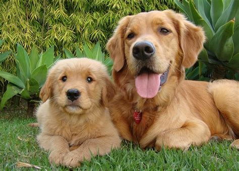 5 Cool Facts About Golden Retrievers
