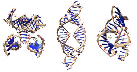 Chapter 5 Nucleotides And Nucleic Acids Introduction To Molecular And Cell Biology