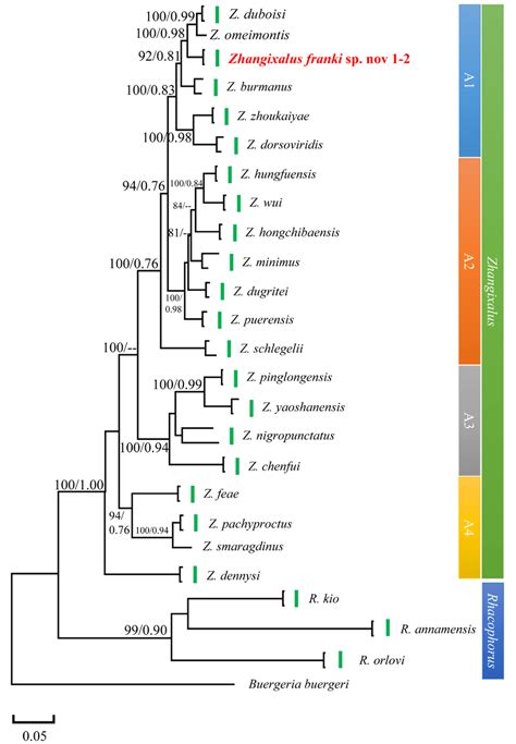 Bi Tree From A Bp Sequence Of Mitochondrial S Rrna Gene Of