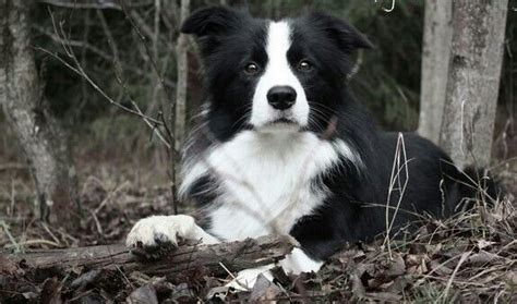 Pin By Anthony Mackey On Border Collies Border Collie Collie