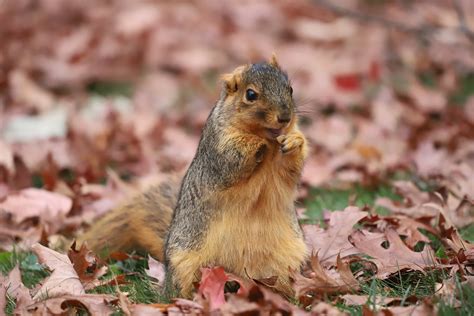 Fox Squirrels In Ann Arbor At The University Of Michigan 3182020 155