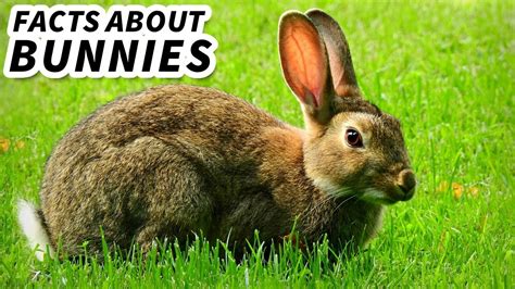 Bunny Facts Fun Facts About Rabbits 🐇 Animal Fact Files Youtube