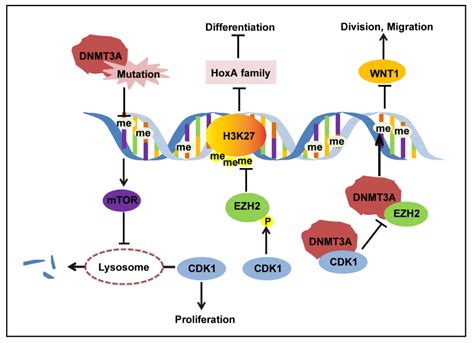 Biomolecules Free Full Text Dnmt3a Mutation Induced Cdk1