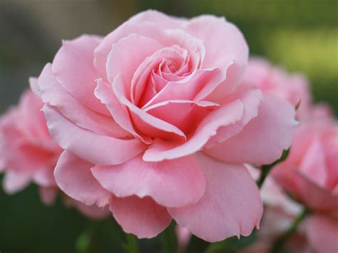 Garden Rose Stock Pink 22 The Lazy Way To Design