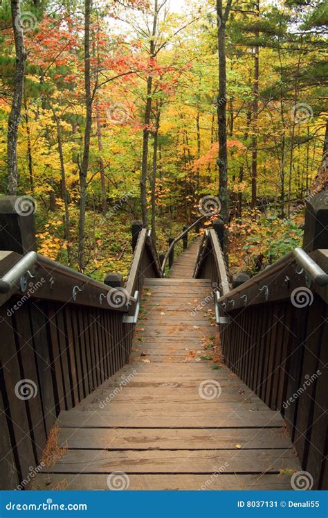 Stairs Leading Into Autumn Forest Stock Image Image Of Landscape