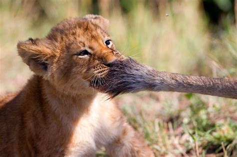 Images Lion Cubs Funny Tail Animals