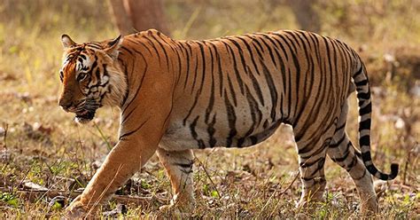 Prince Of Bandipur Becomes The 30th Tiger To Die In 2017