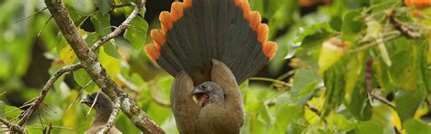 National Birds Life In Trinidad And Tobago