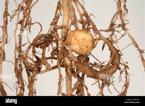 Potato Roots With Galls Caused By Root Knot Nematode Meloidogyne Stock