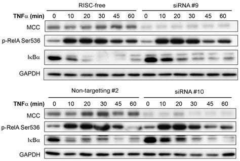 Mutated In Colorectal Cancer Protein Modulates The Nf B Pathway